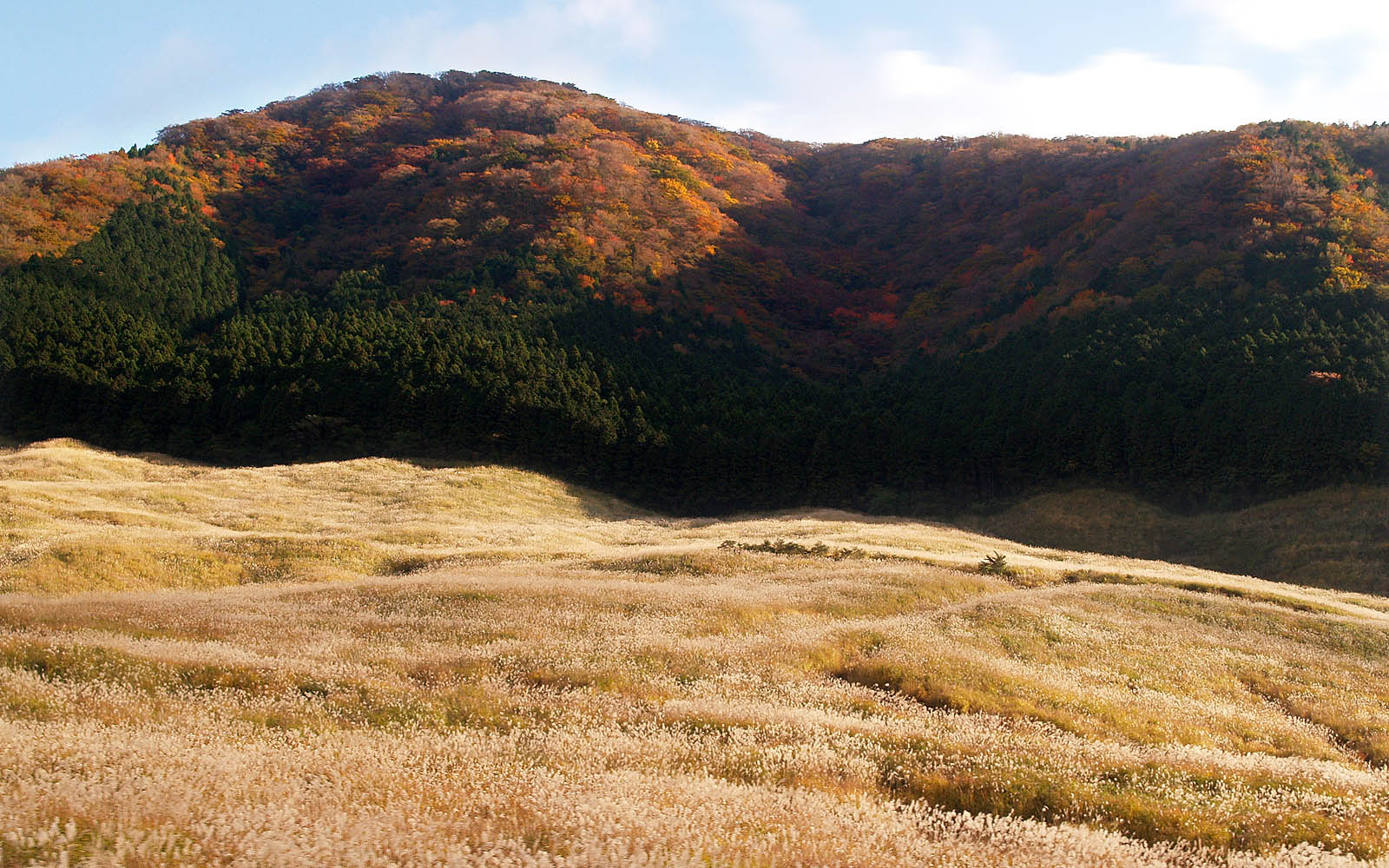 秋の箱根路（仙石原）