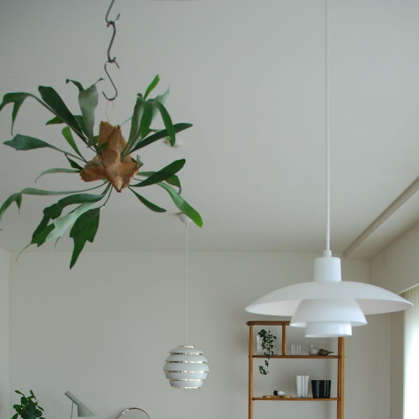 話題のインテリアグリーン】コウモリランの天井からの吊り下げと鉢植え