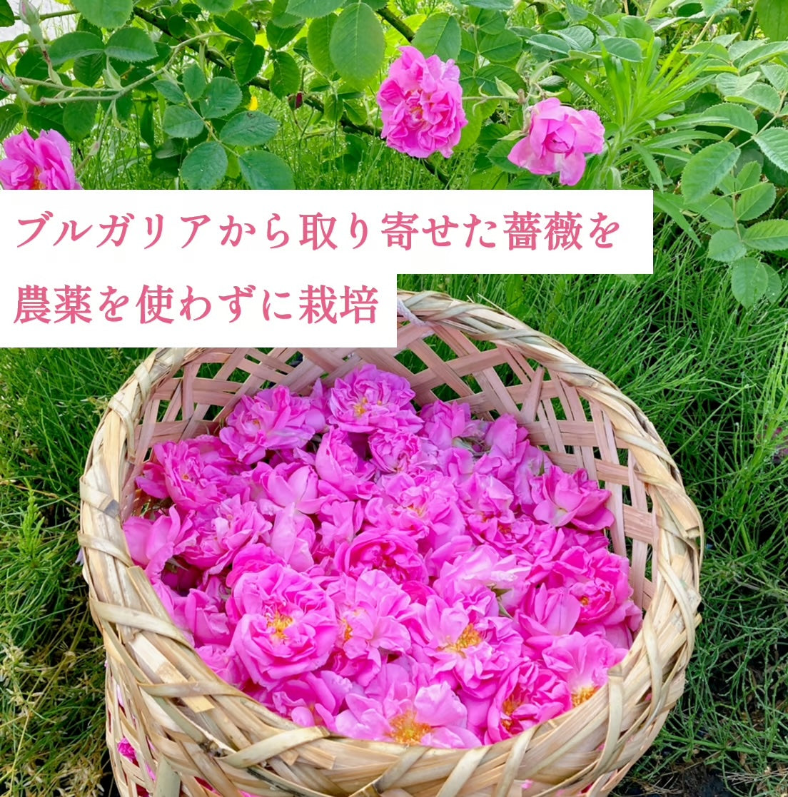 国産ローズ精油 1ml｜”香りの女王”ダマスクローズから得られるローズ