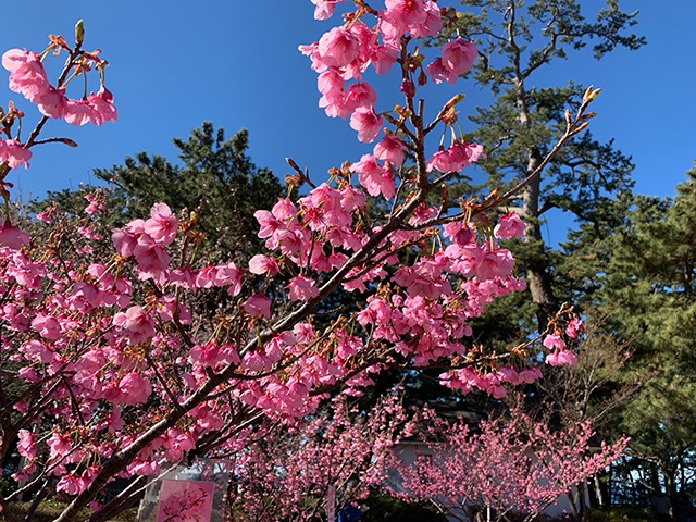ショッキングピンクの桜『土肥桜』 ｜静岡県の情報サイト we love 静岡