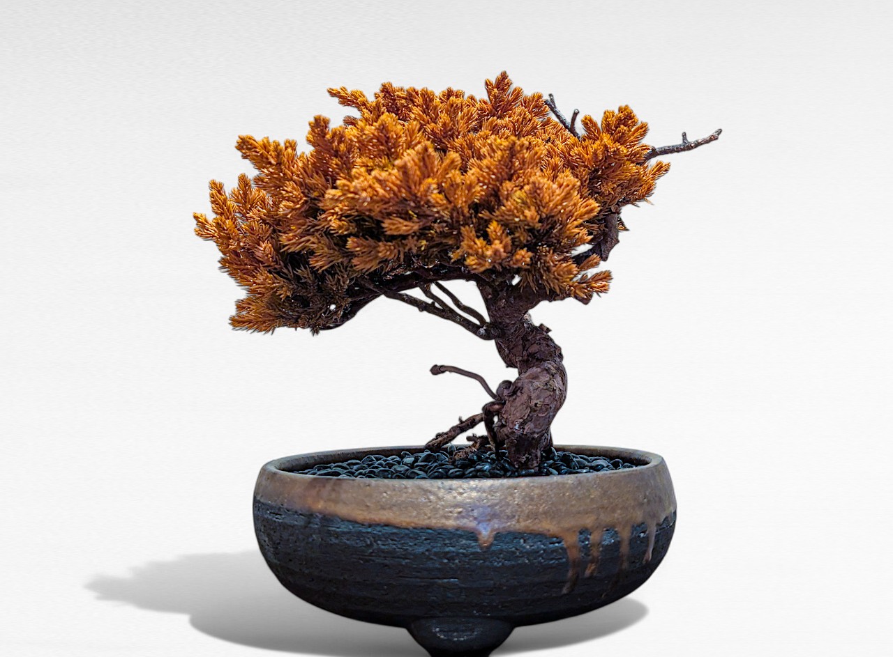 WITHERS BONSAI】盆栽アート”枯れた盆栽の再生” S25319 – 再生盆栽