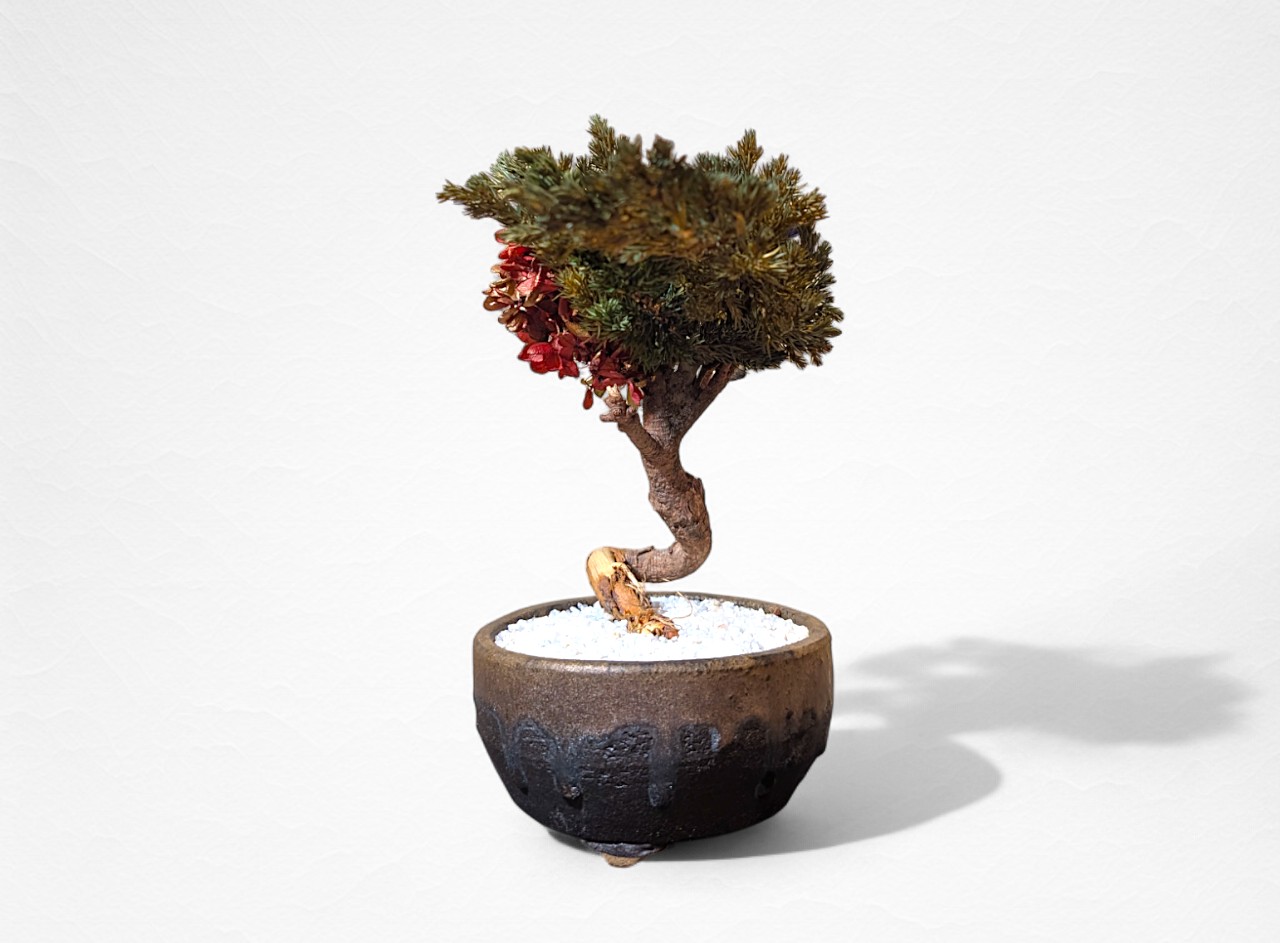 WITHERS BONSAI】盆栽アート”枯れた盆栽の再生” S25610 – 再生盆栽