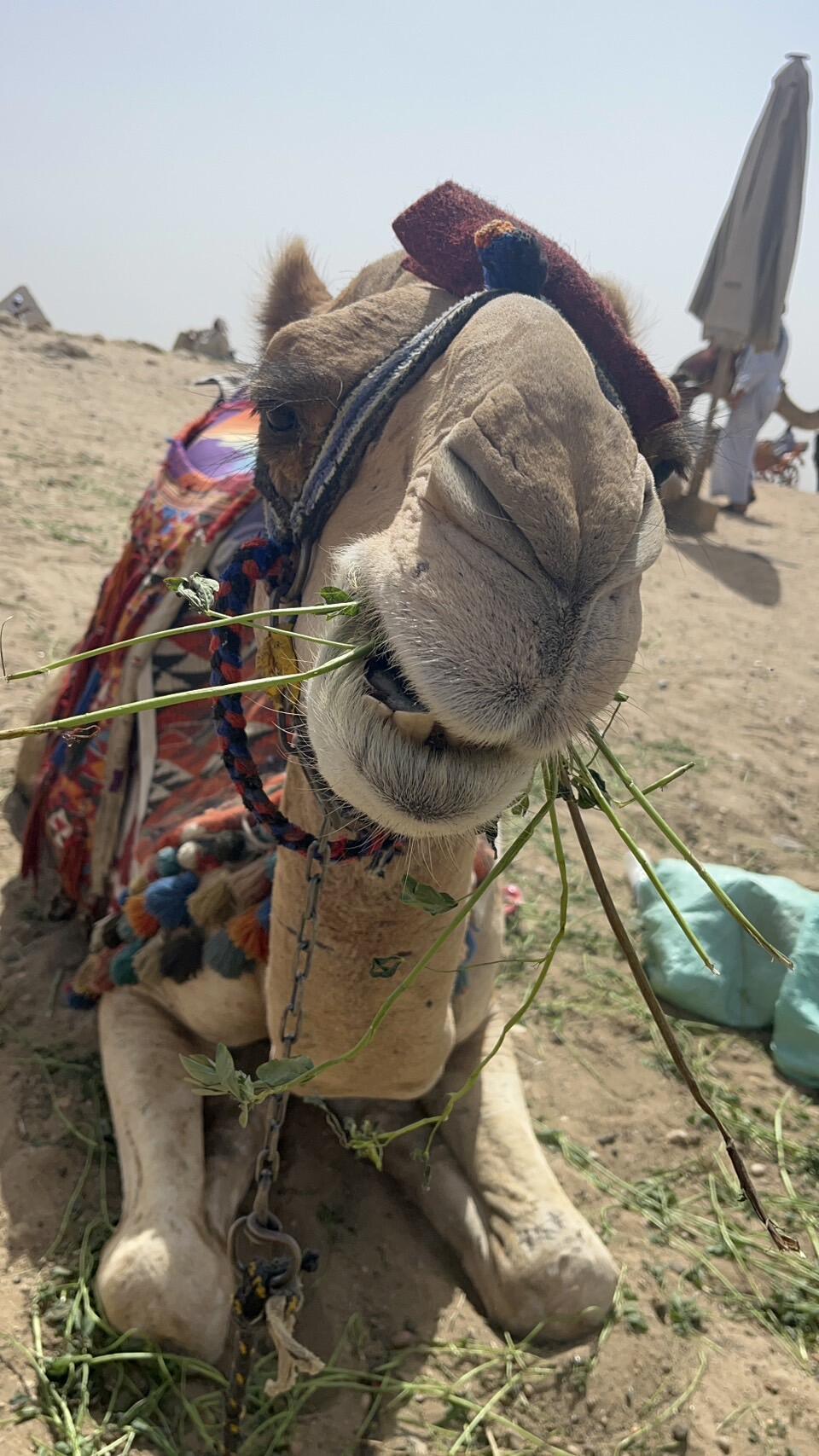 ラクダはらくだ | エジプト便り（橋本 千鶴） | JICA海外協力隊の世界日記
