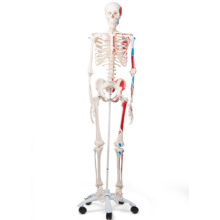 全身骨格模型：等身大・小型・分離｜人体骨格｜3B Scientific