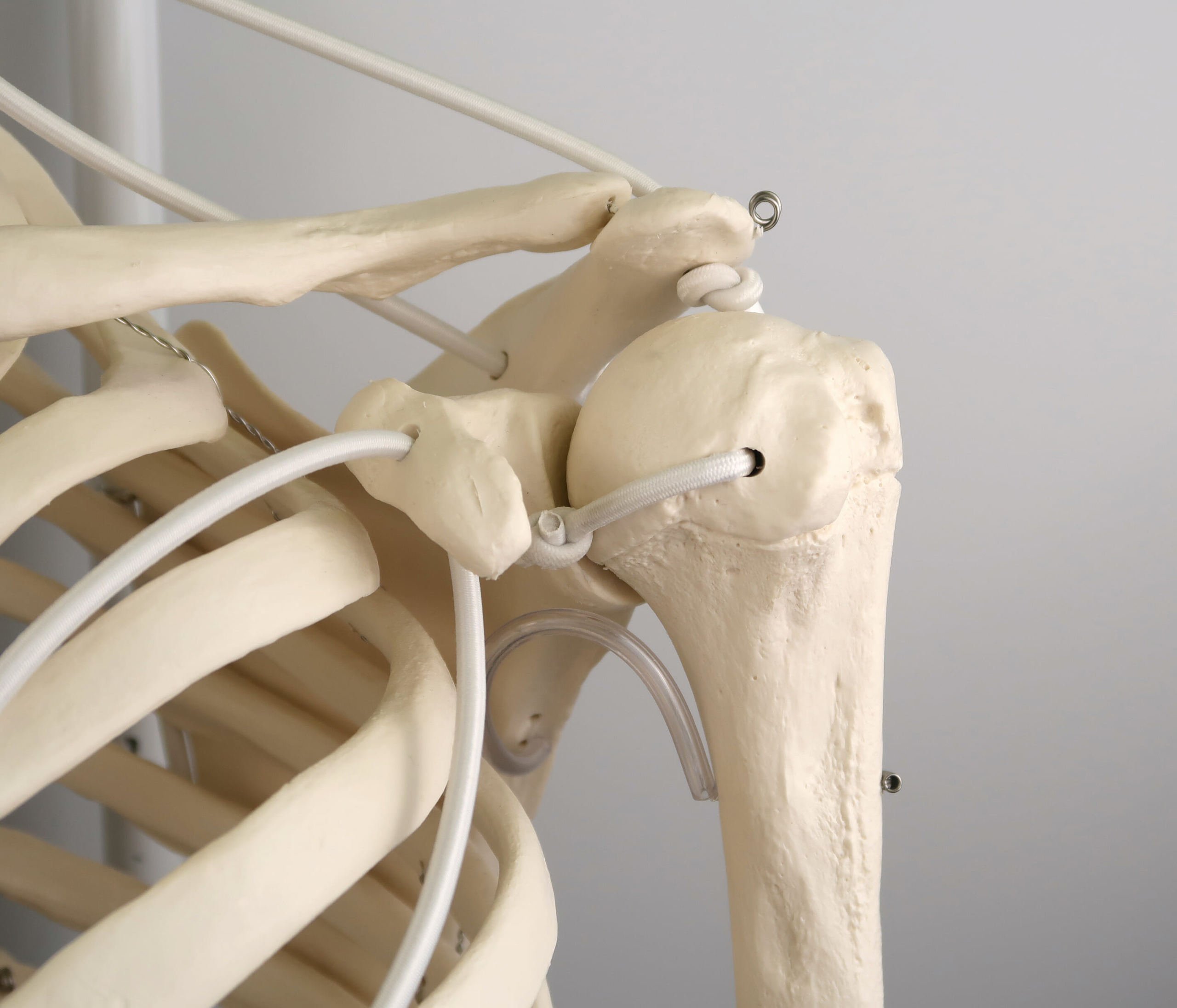 フランク・可動性改良型骨格モデル，吊り下げ型スタンド仕様 | 日本