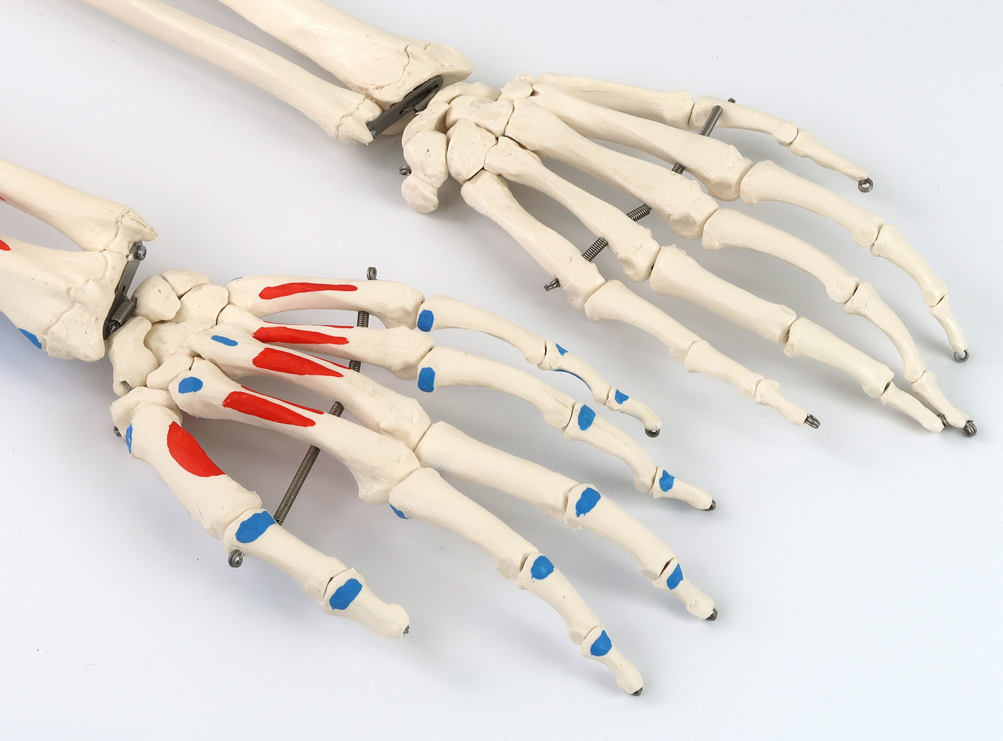 マックス・骨格モデル，直立型スタンド仕様 | 日本スリービー