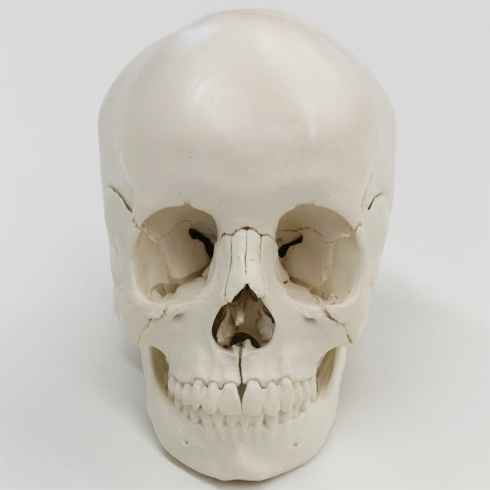 頭蓋骨22分解キット，ナチュラルカラー仕様 | 日本スリービー