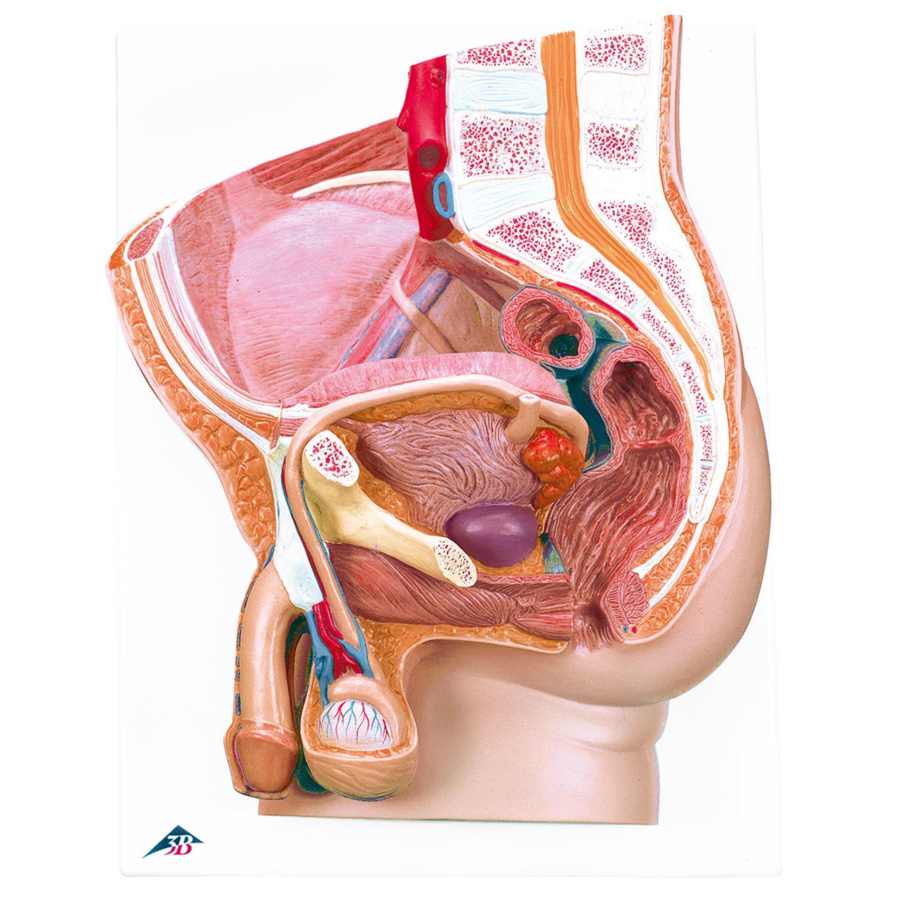 男性骨盤内臓器，2分解モデル，ボード型 | 日本スリービー・サイエン