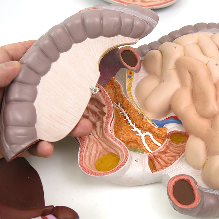 消化器系，3分解モデル | 日本スリービー・サイエンティフィック