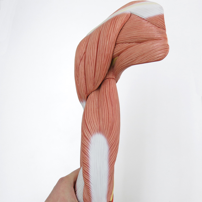 上肢の筋肉，実物大・6分解モデル | 日本スリービー・サイエンティフィック