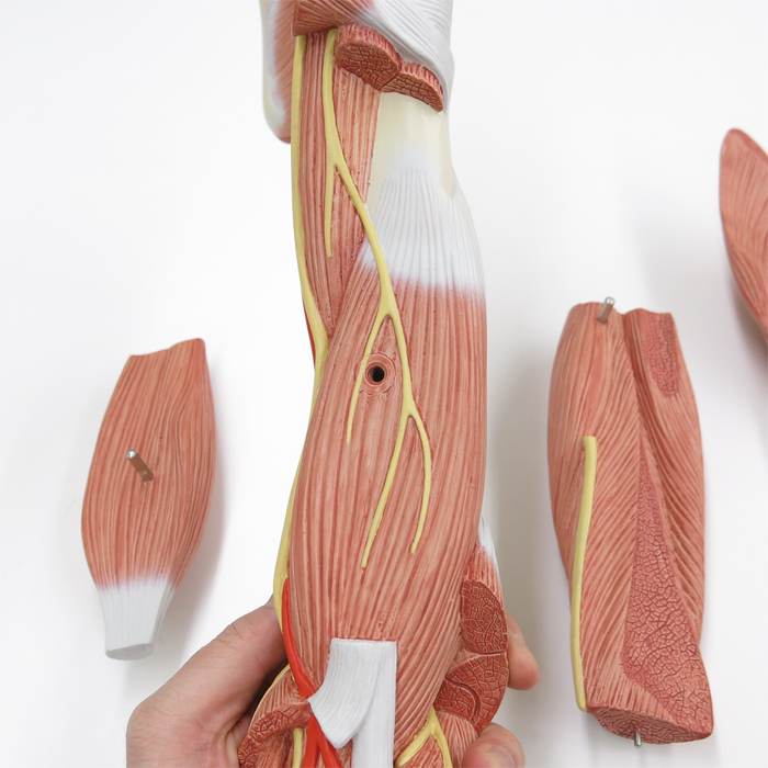 上肢の筋肉，実物大・6分解モデル | 日本スリービー・サイエンティフィック