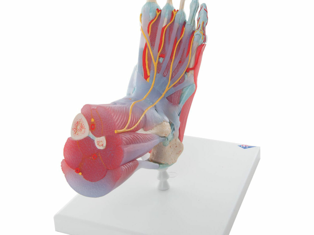 足関節，筋・靭帯付モデル，6分解モデル | 日本スリービー・サイエン