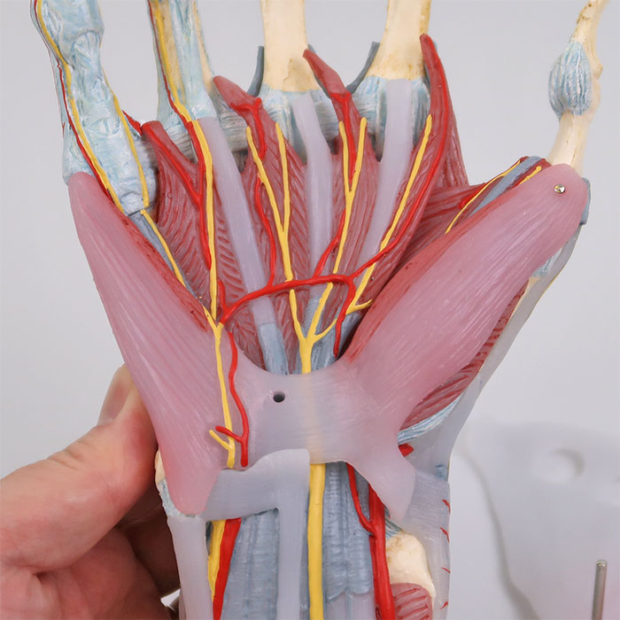 手関節，筋・靭帯付，4分解モデル | 日本スリービー・サイエンティフィック