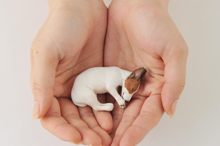 ほぼ日刊イトイ新聞 - ちいさなブイヨンができるまで。