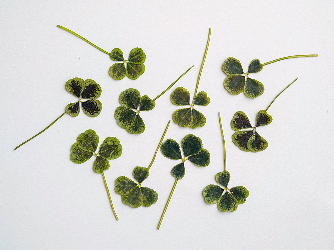 OSHIBANA 四つ葉のクローバー (50枚入) | 葉・花加工品 | お菓子・パン