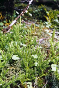 ヒカゲノカズラ目 | Corvet Photo Agency