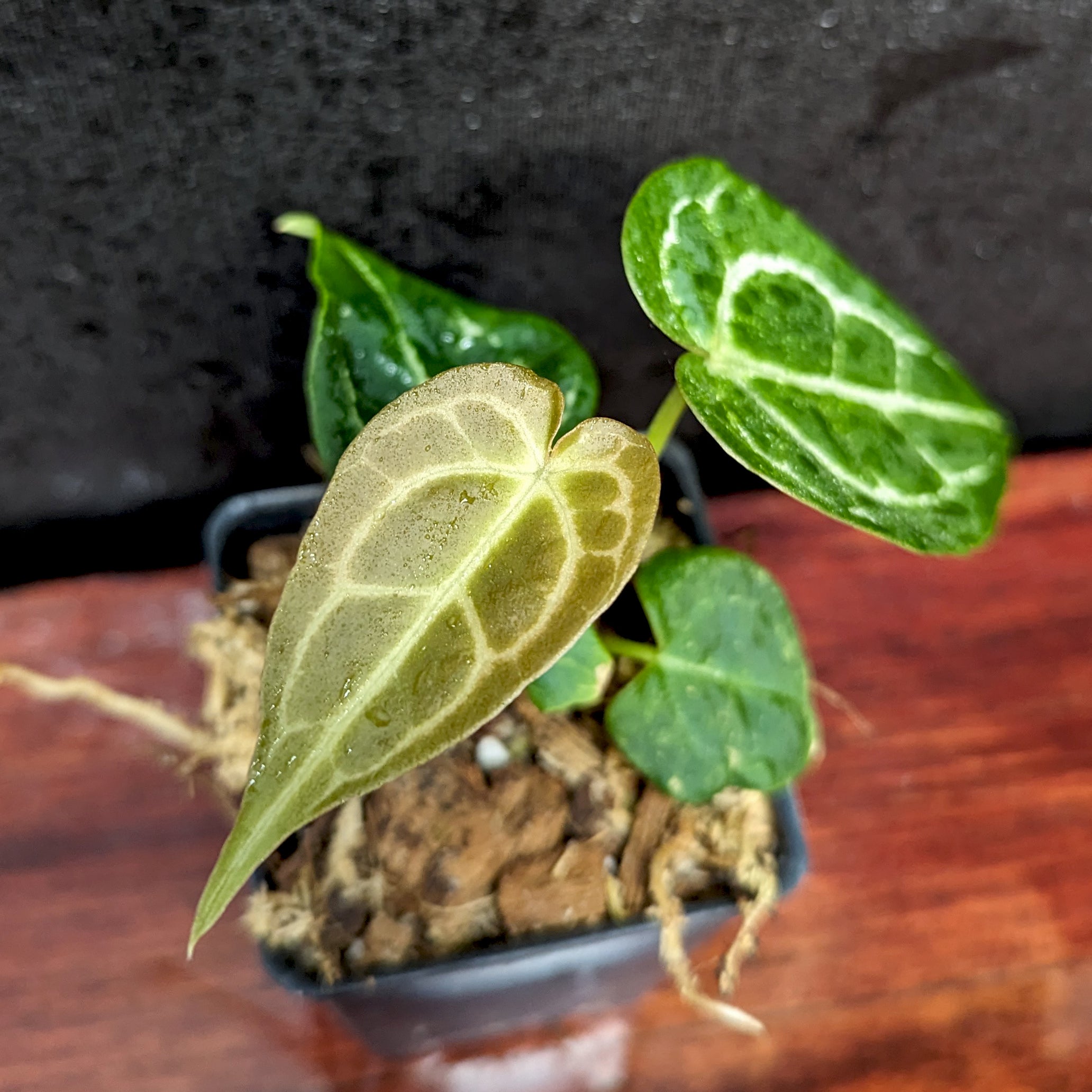 Anthurium crystallinum x luxurians – Carnivero