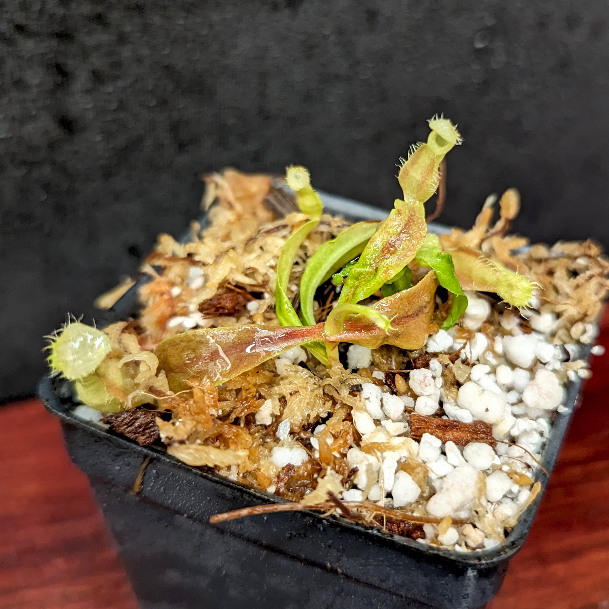 Nepenthes rafflesiana (Leilani x Thick Lip), CAR-0419 – Carnivero