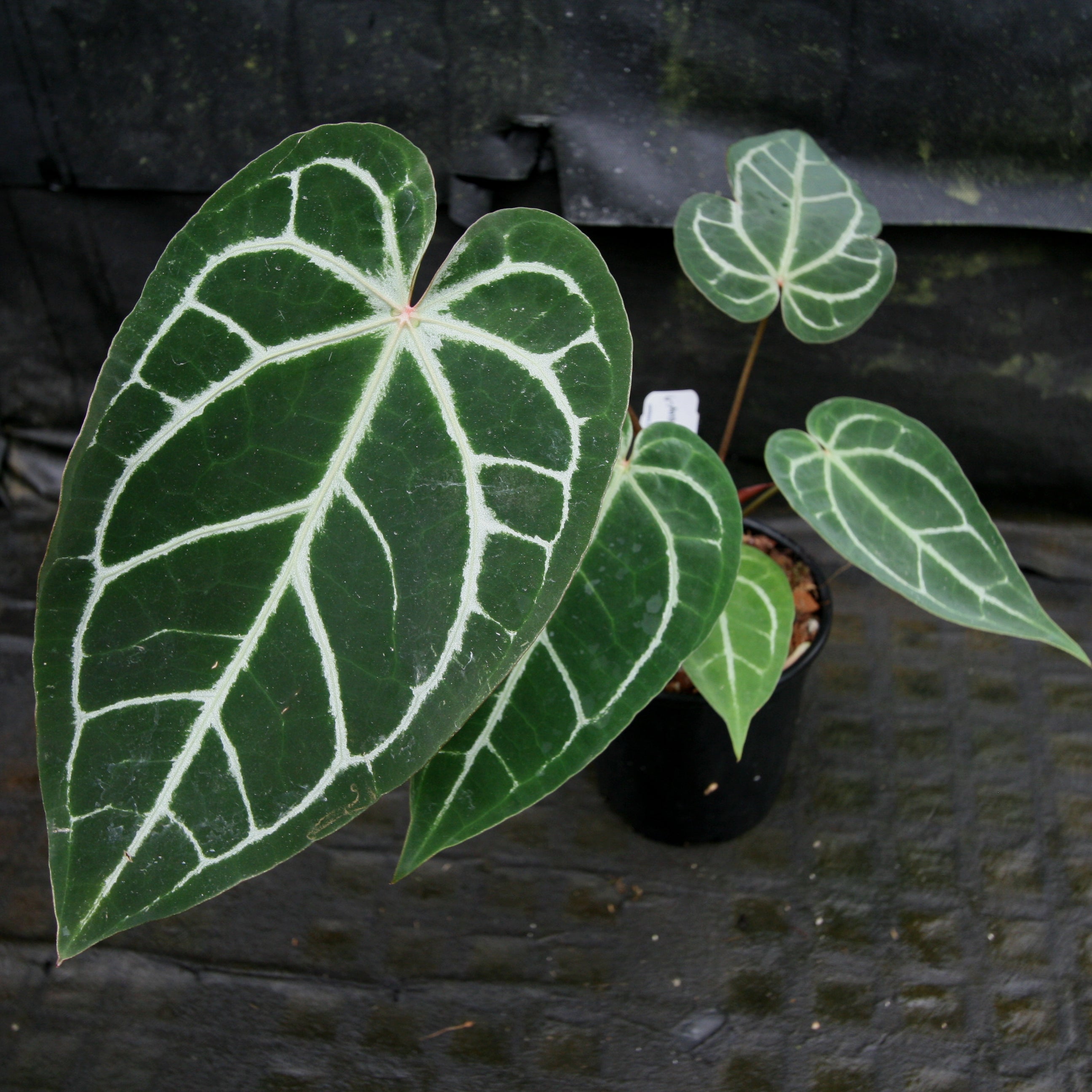 Anthurium 