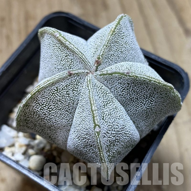 SHPR5796 Astrophytum hybrid SK-ONZ (A. asterias cv. Superkabuto x