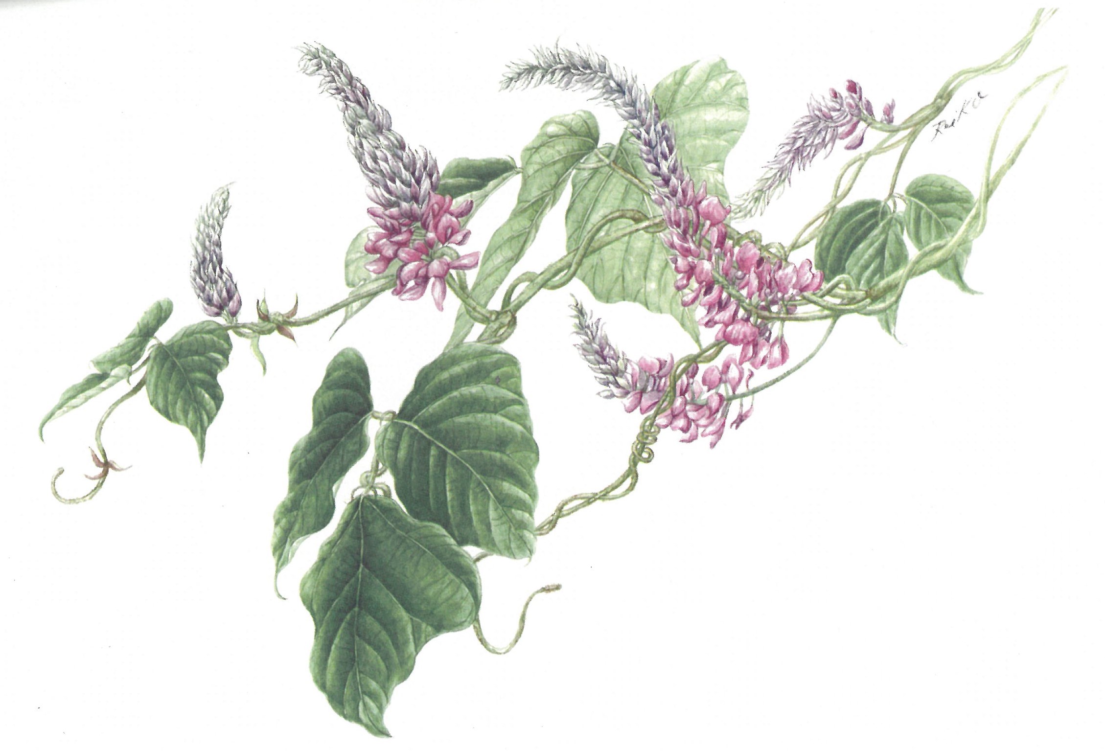 ボタニカルアート｜講座紹介｜高蔵寺中日文化センター｜中日文化