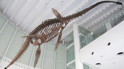 首長竜復元！ちょっぴリニューアル大作戦 - 愛知県蒲郡市公式ホームページ