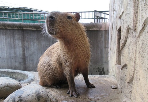 カピバラ｜桐生市ホームページ