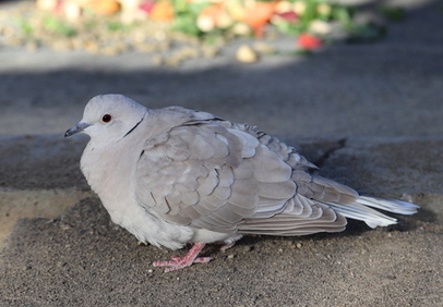 ジュズカケバト｜桐生市ホームページ