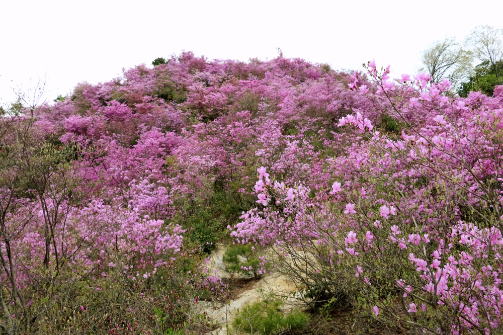 宮津の春を彩るミツバツツジ〜フォトジェニックな絶景スポット