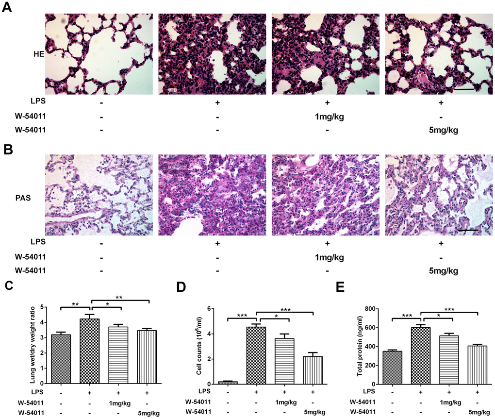 Inhibition of complement C5a receptor protects lung cells and
