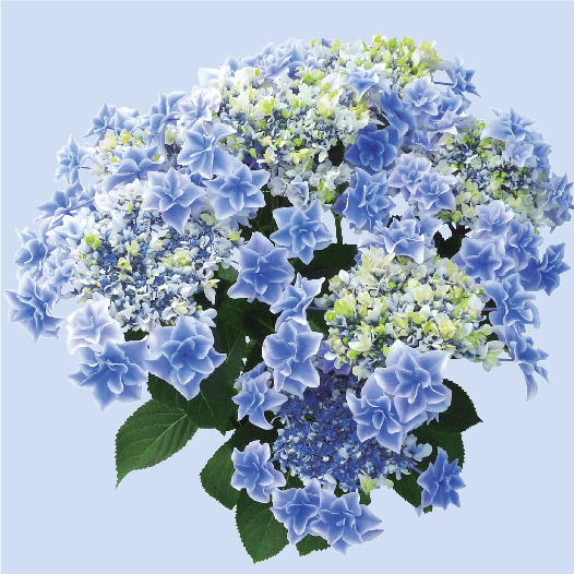 品種紹介｜島根県アジサイ研究会公式サイト