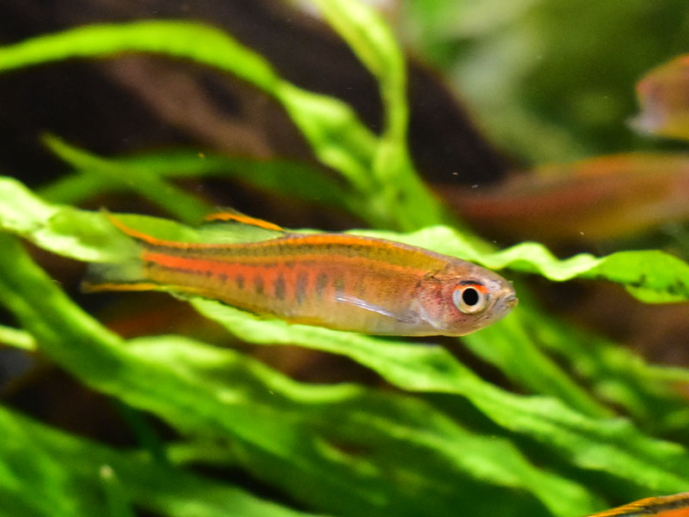 オレンジグリッターダニオの特徴・飼育情報 – アクアハーミット