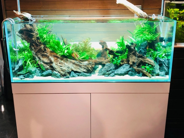 竹島水族館in ネイチャーアクアリウム | アクアレビュー｜ADA正規代理