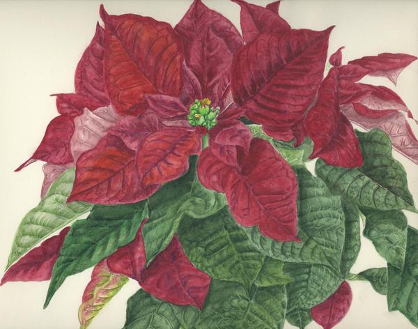 ポインセチア」 by ふさよ｜Artmeter｜暮らしを彩るアートが、きっと