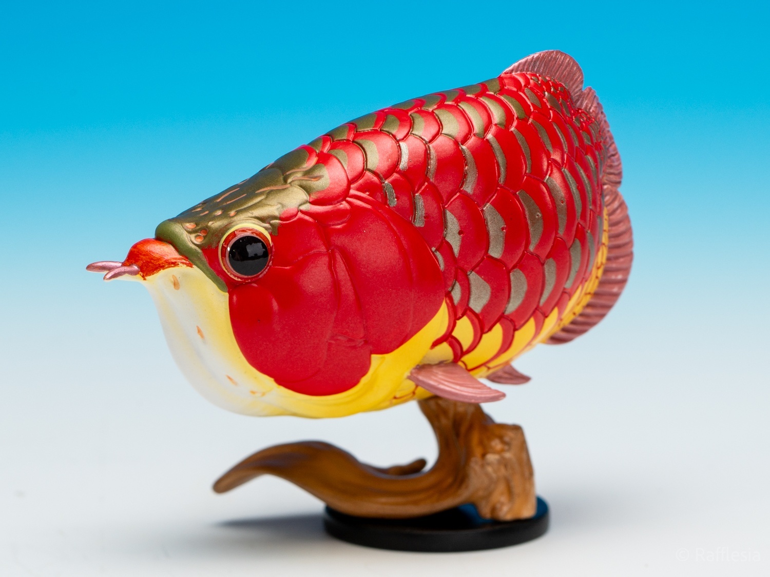 アジアアロワナ（赤）【動画あり】 - アジアアロワナ専門店ラフレシア