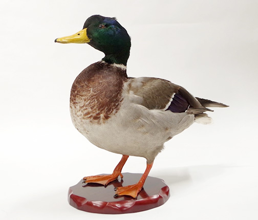 マガモ | カモ | 鳥類 | 剥製の製作・直売・レンタル・修理なら剥製