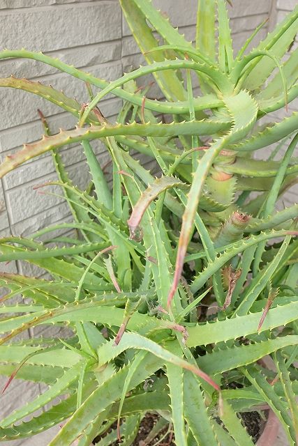 アロエ苗・キダチアロエ - 流木素材市場 阿波遊木