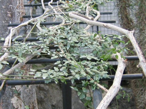 キフォステンマ・エレファントプス (Cyphostemma elephantopus)