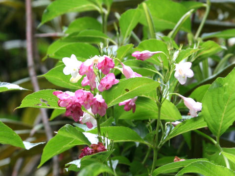 ハコネウツギ (Weigela coraeensis)