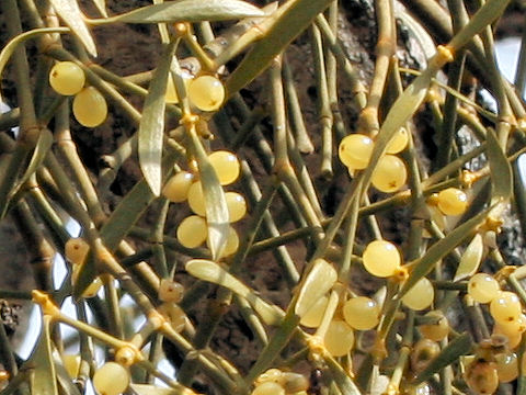 ヤドリギ (Viscum album ssp. coloratum)