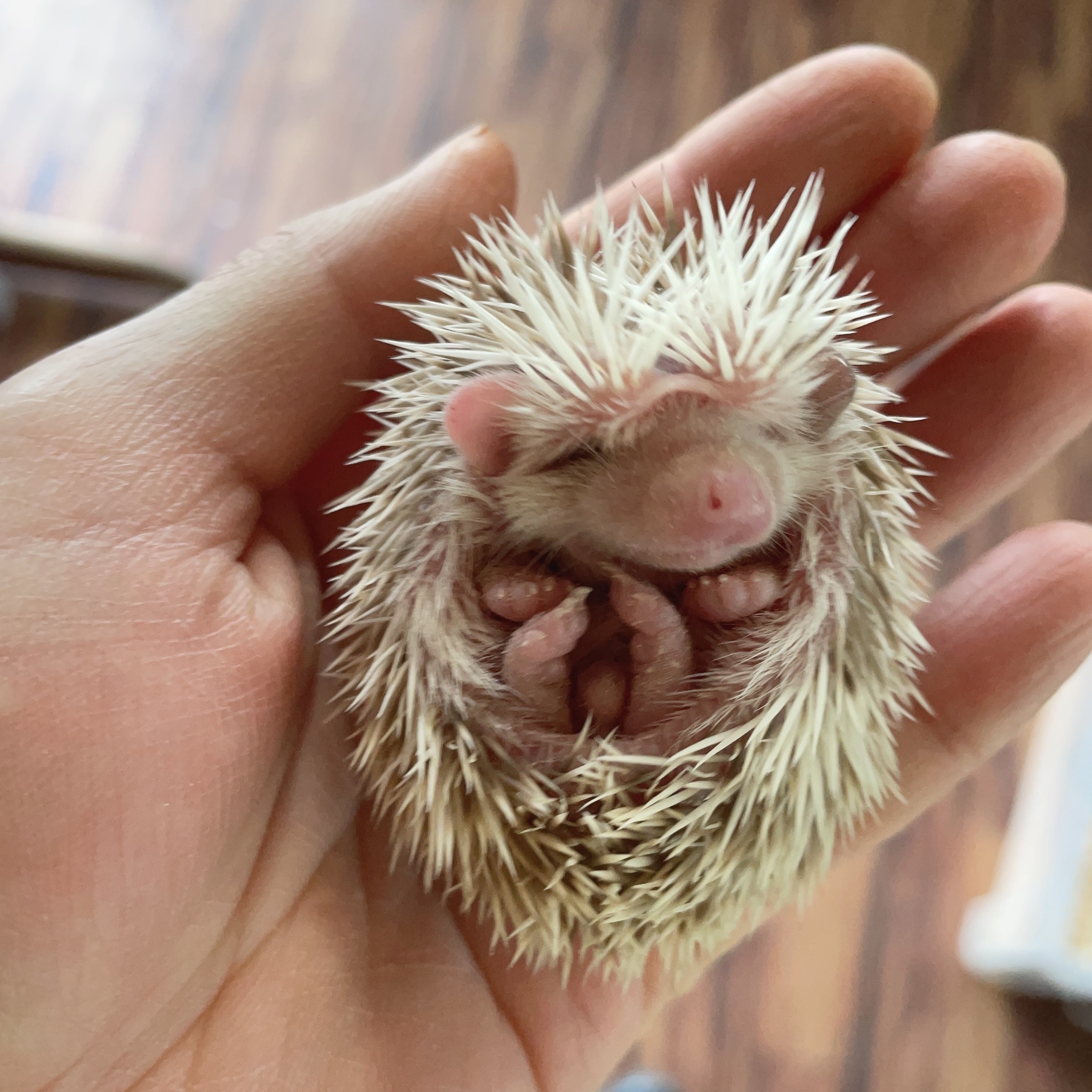 5つ子のハリネズミ - 長野県佐久市｜乗馬と乗馬馬の販売はスエトシ牧場