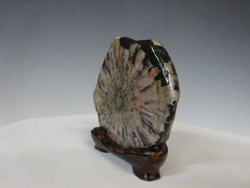 菊花石【 水石 20 ― 0 4 】 - 小品盆栽専門店 湘風園オンライン