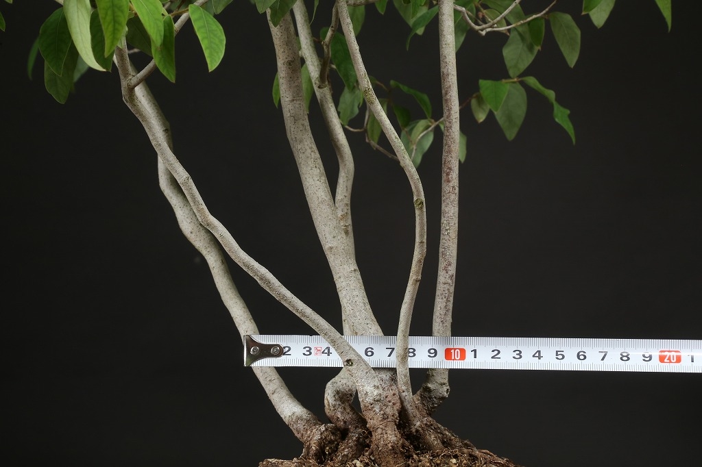 ヤマコウバシ 約25年 | 雨竹亭オンラインショップ