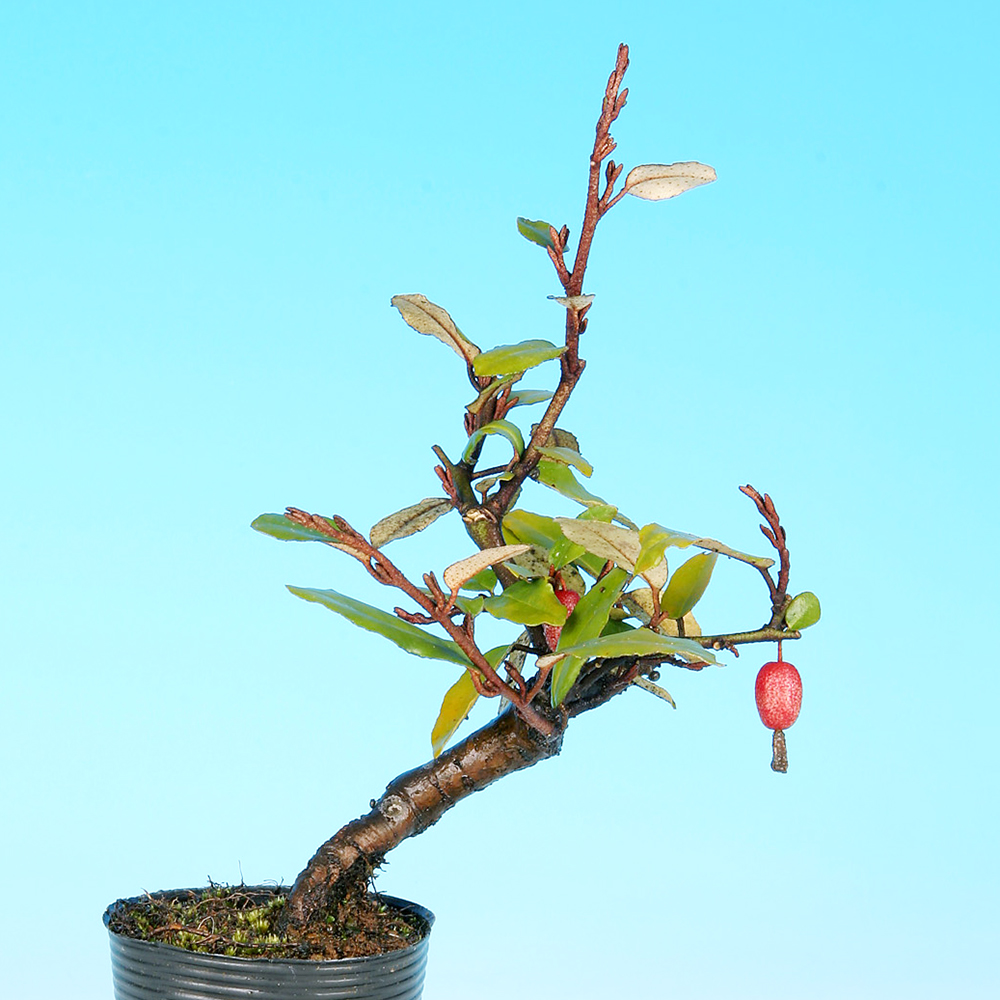 丸葉寒ぐみ(交配用) | 盆栽、盆栽書籍、盆栽鉢の通販│近代出版