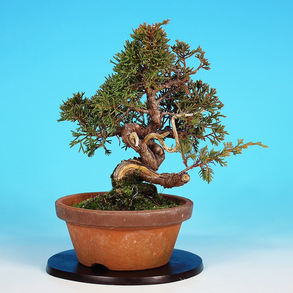 真柏 | 盆栽、盆栽書籍、盆栽鉢の通販│近代出版