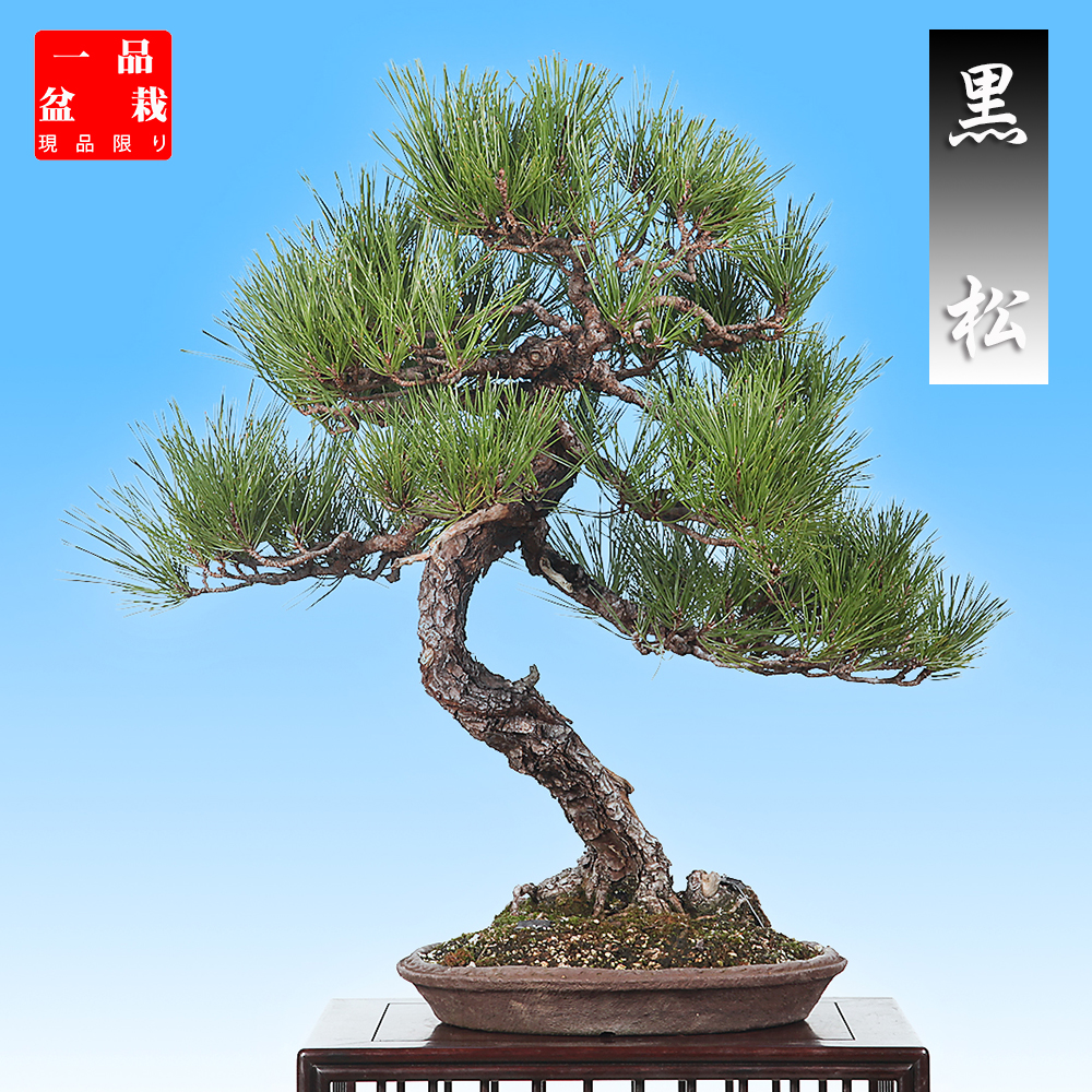 高級一品盆栽 | 盆栽、盆栽書籍、盆栽鉢の通販│近代出版