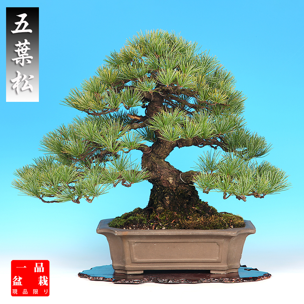 高級一品盆栽 | 盆栽、盆栽書籍、盆栽鉢の通販│近代出版