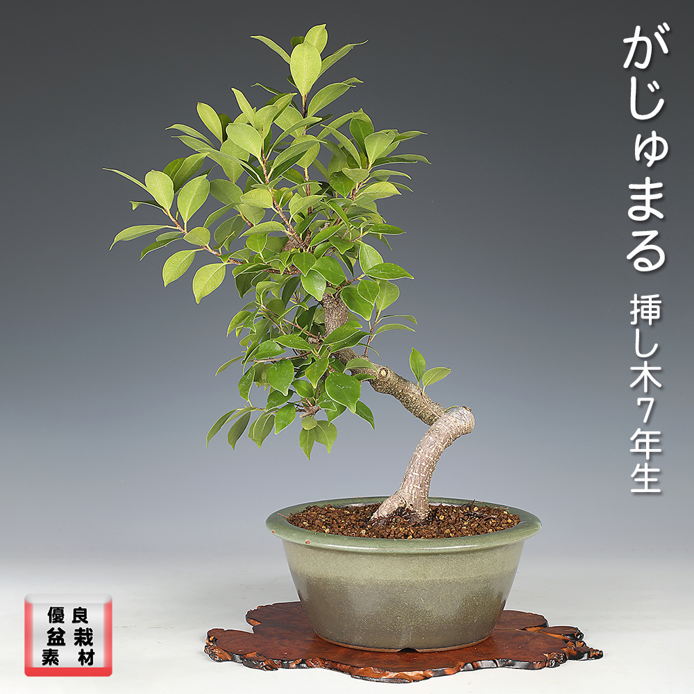 景徳鎮染付正方鉢 | 盆栽、盆栽書籍、盆栽鉢の通販│近代出版