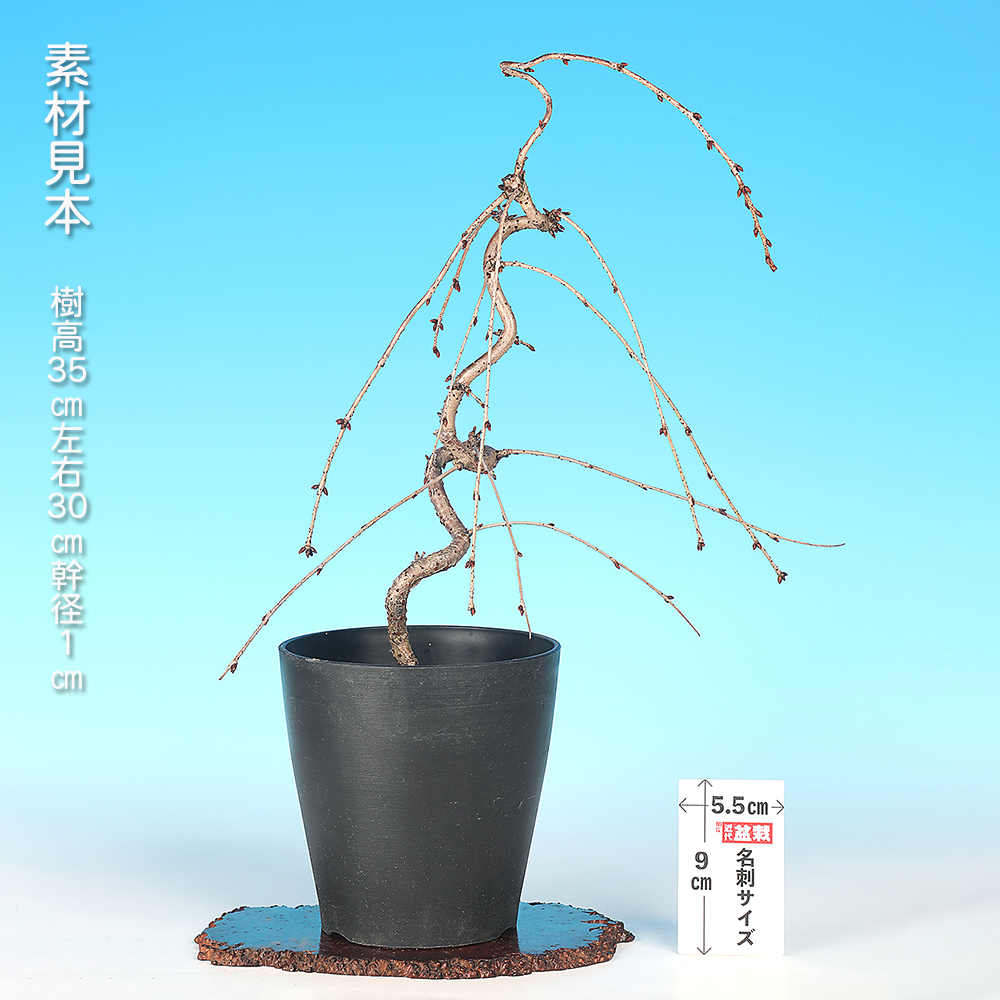 しだれ富士桜 | 盆栽、盆栽書籍、盆栽鉢の通販│近代出版