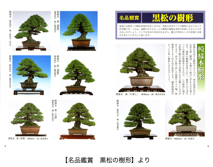 黒松の育て方 | 盆栽、盆栽書籍、盆栽鉢の通販│近代出版